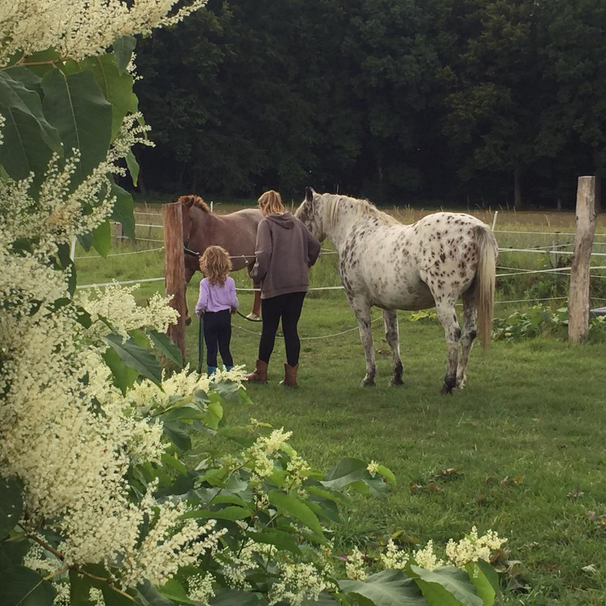 tiergestütztes Coaching