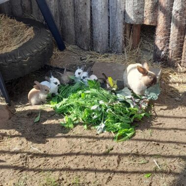 Tierkommunikatioszentrum - Marie-Kristin Pribbernow