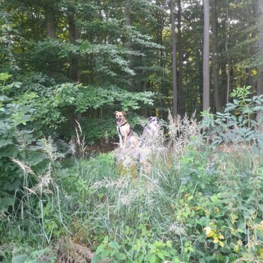 Tierkommunikatioszentrum - Marie-Kristin Pribbernow