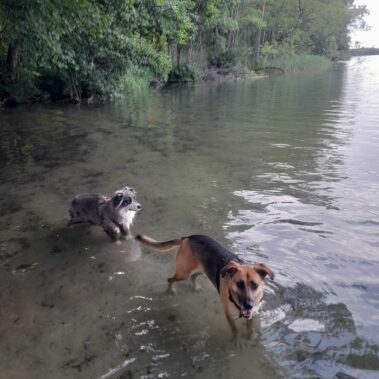 Tierkommunikatioszentrum - Marie-Kristin Pribbernow