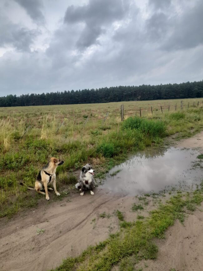 Sozialisierung Hunde, Hundespaziergang