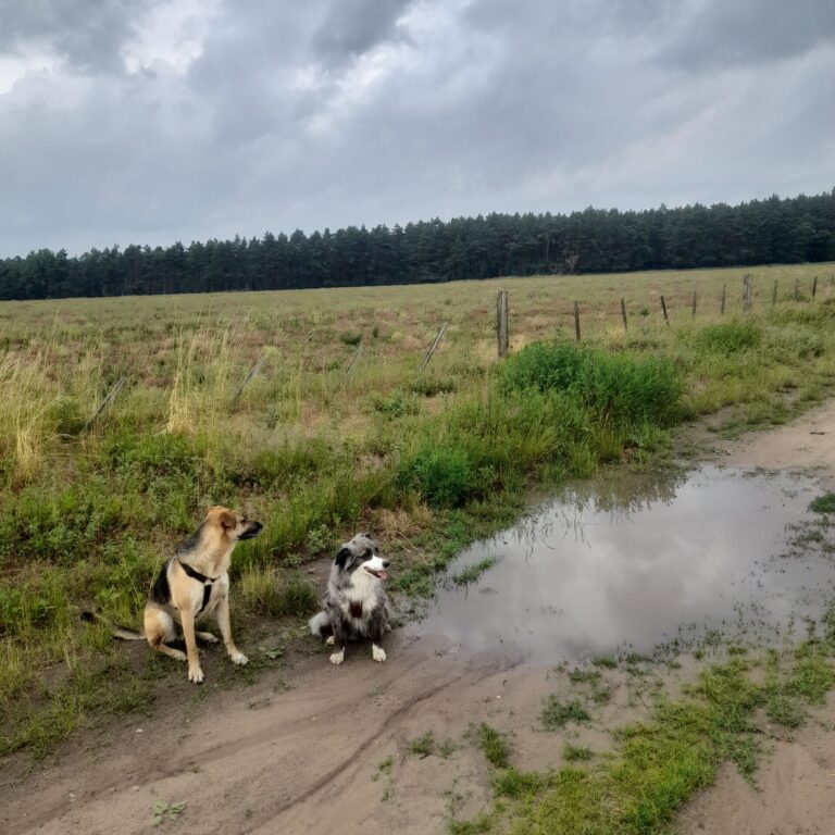 Sozialisierung Hunde, Hundespaziergang